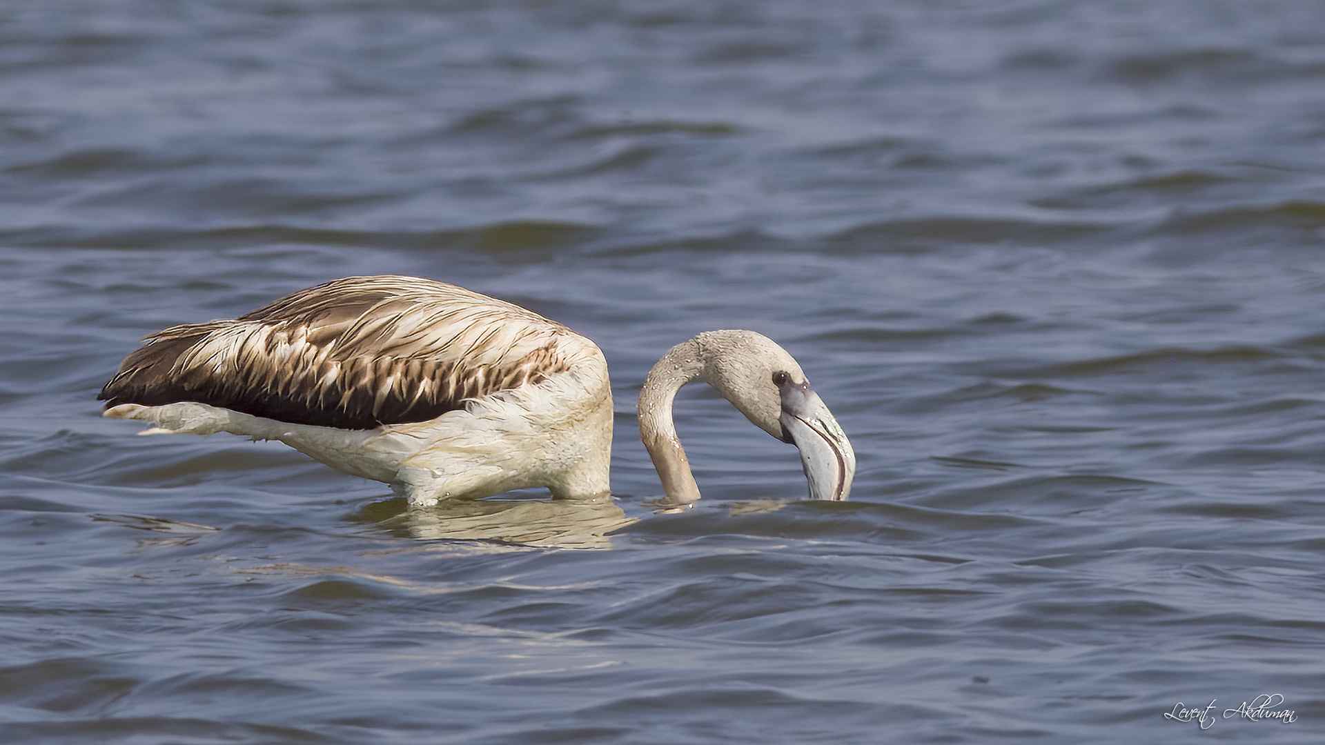 Greater Flamingo